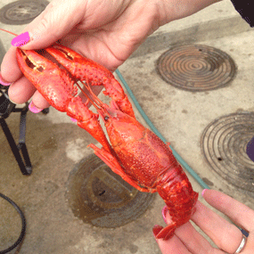 We buy only the freshest live crawfish and lobsters