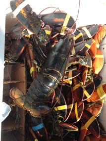 We buy only the freshest live crawfish and lobsters